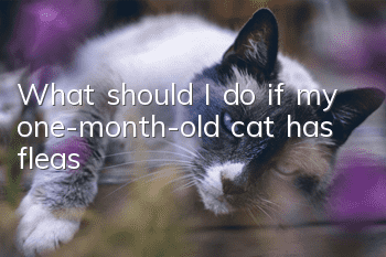 What should I do if my one-month-old cat has fleas?