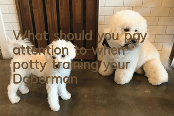 What should you pay attention to when potty training your Doberman?