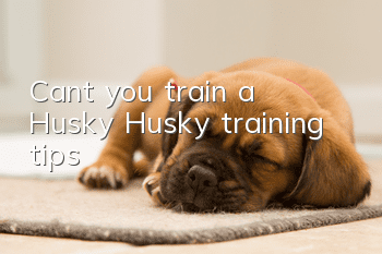 Can’t you train a Husky? Husky training tips!