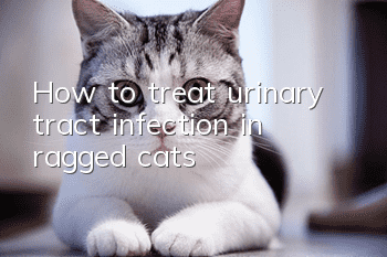 How to treat urinary tract infection in ragged cats?
