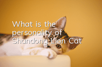 What is the personality of Shandong Lion Cat?