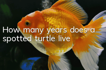 How many years does a spotted turtle live?