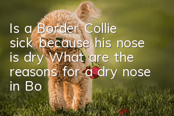 Is a Border Collie sick because his nose is dry? What are the reasons for a dry nose in Border Collies?