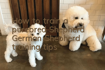 How to train a purebred Shepherd? German Shepherd training tips!