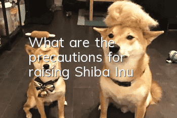 What are the precautions for raising Shiba Inu?