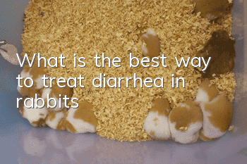 What is the best way to treat diarrhea in rabbits?