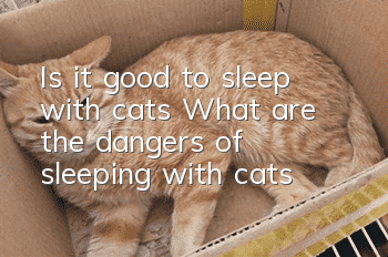 Is it good to sleep with cats? What are the dangers of sleeping with cats?
