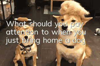 What should you pay attention to when you just bring home a dog?