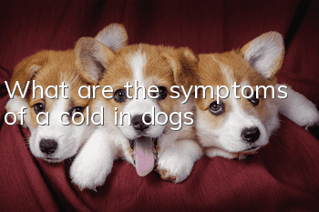 What are the symptoms of a cold in dogs?