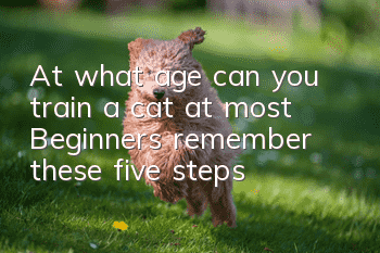 At what age can you train a cat at most? Beginners remember these five steps!