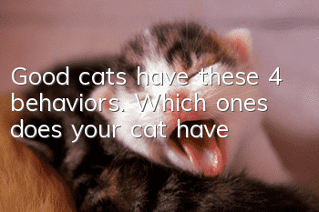 Good cats have these 4 behaviors. Which ones does your cat have?