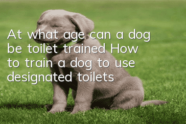 At what age can a dog be toilet trained? How to train a dog to use designated toilets!