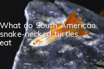 What do South American snake-necked turtles eat?