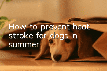 How to prevent heat stroke for dogs in summer