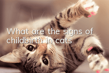 What are the signs of childbirth in cats?