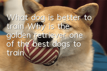 What dog is better to train? Why is the golden retriever one of the best dogs to train?