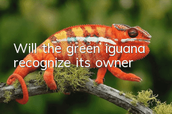 Will the green iguana recognize its owner?