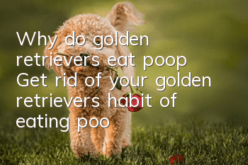 Why do golden retrievers eat poop? Get rid of your golden retriever’s habit of eating poop!