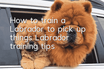 How to train a Labrador to pick up things? Labrador training tips!