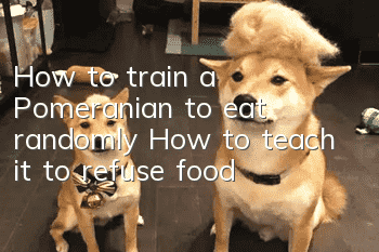 How to train a Pomeranian to eat randomly? How to teach it to refuse food?