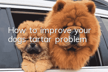 How to improve your dog’s tartar problem
