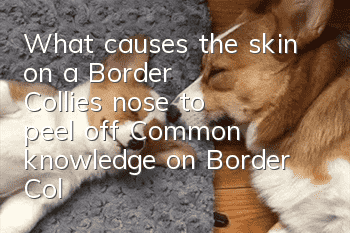 What causes the skin on a Border Collie's nose to peel off? Common knowledge on Border Collie care!