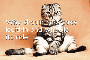 Why should cats take lecithin and what is its role?