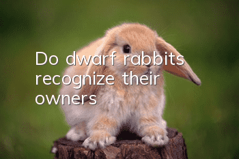 Do dwarf rabbits recognize their owners?