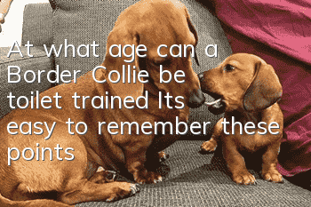 At what age can a Border Collie be toilet trained? It’s easy to remember these points!