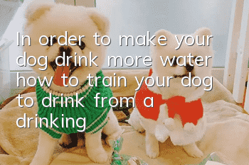 In order to make your dog drink more water, how to train your dog to drink from a drinking fountain?
