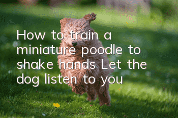 How to train a miniature poodle to shake hands? Let the dog listen to you!