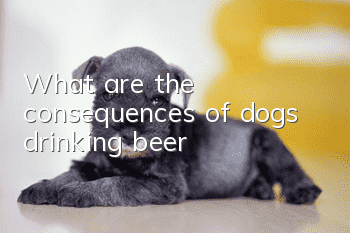 What are the consequences of dogs drinking beer?