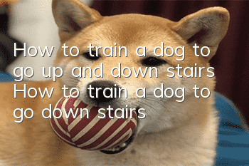 How to train a dog to go up and down stairs? How to train a dog to go down stairs!