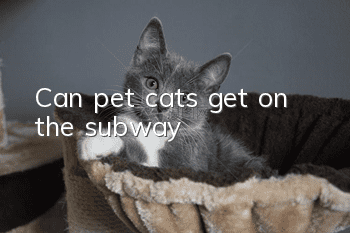 Can pet cats get on the subway?