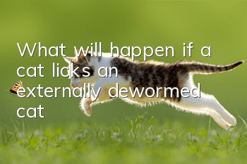 What will happen if a cat licks an externally dewormed cat?
