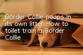 Border Collie poops in its own litter? How to toilet train a Border Collie!