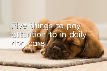 Five things to pay attention to in daily dog care