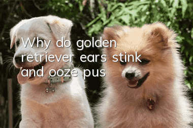 Why do golden retriever ears stink and ooze pus?