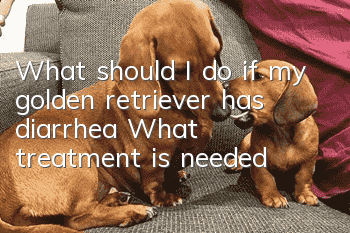 What should I do if my golden retriever has diarrhea? What treatment is needed?
