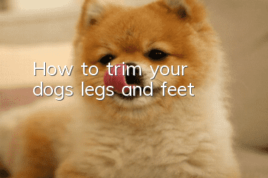 How to trim your dog’s legs and feet