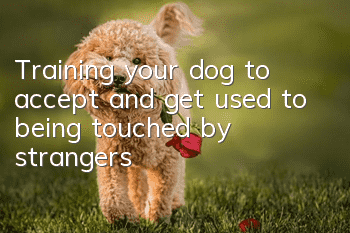 Training your dog to accept and get used to being touched by strangers