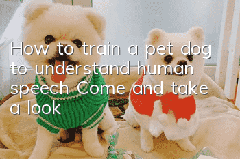 How to train a pet dog to understand human speech? Come and take a look!