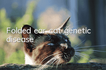 Folded ear cat genetic disease