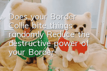 Does your Border Collie bite things randomly? Reduce the destructive power of your Border Collie!