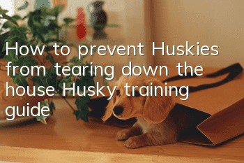 How to prevent Huskies from tearing down the house? Husky training guide!