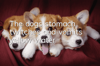 The dog's stomach twitches and vomits yellow water