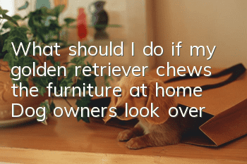 What should I do if my golden retriever chews the furniture at home? Dog owners, look over here!
