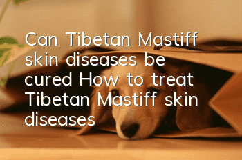 Can Tibetan Mastiff skin diseases be cured? How to treat Tibetan Mastiff skin diseases!