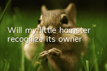 Will my little hamster recognize its owner?