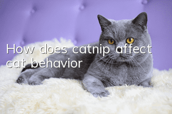 How does catnip affect cat behavior?